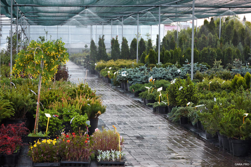 Где Купить Растения В Ростове