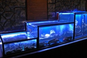 Разведение раков в аквариумах