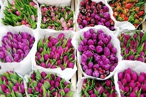 Продажа свежих,  высококачественных цветов