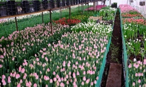 Выращивание цветов в теплице на продажу