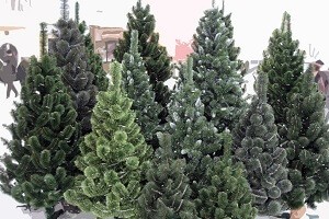 Продажа елок в новогодний период