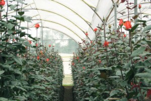 Выращивание капризных роз в небольшой теплице