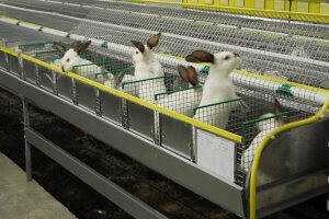 Легкость бизнеса по разведению кроликов