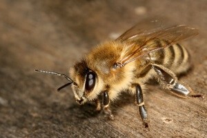 Покупка пчел