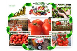 Процесс выращивания овощей на продажу