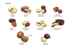 Виды орехов для выращивания