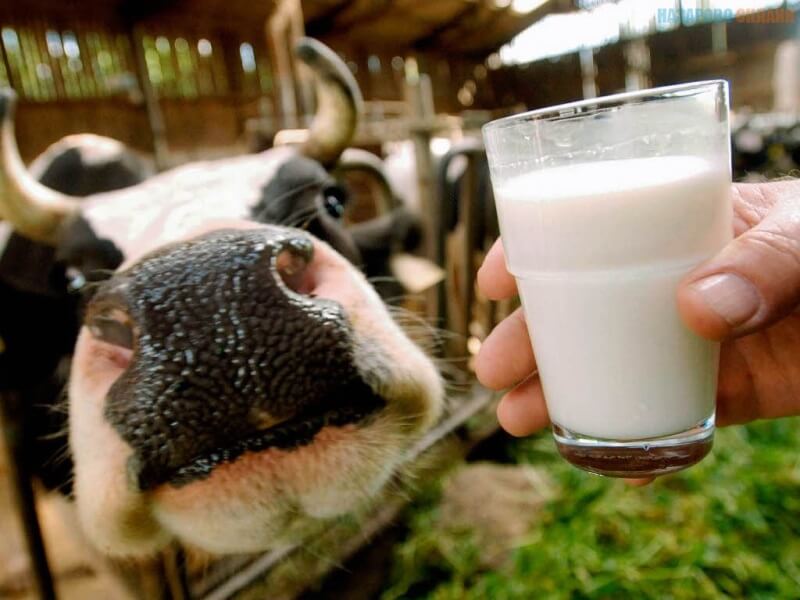 Бизнес план кооператива по переработке молока thumbnail