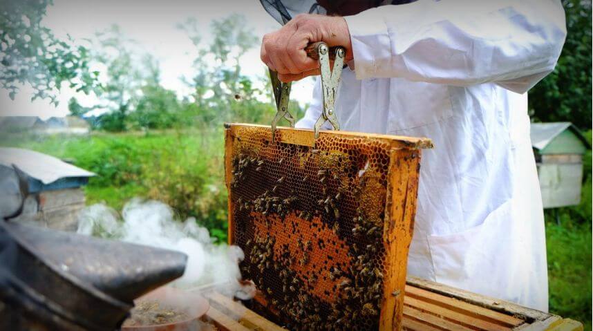 Пчеловодство как бизнес: план действий, инвентарь, выгода и рентабельность