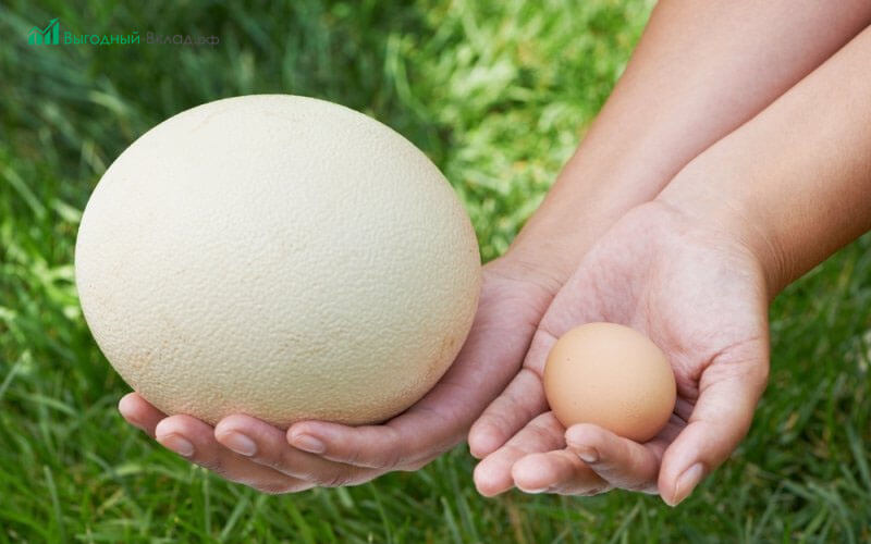 страусиное яйцо и куриное