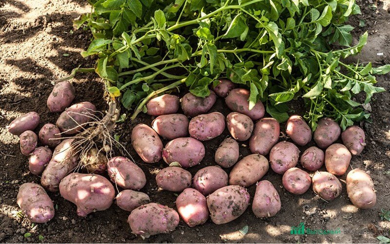 бизнес по выращиванию картофеля