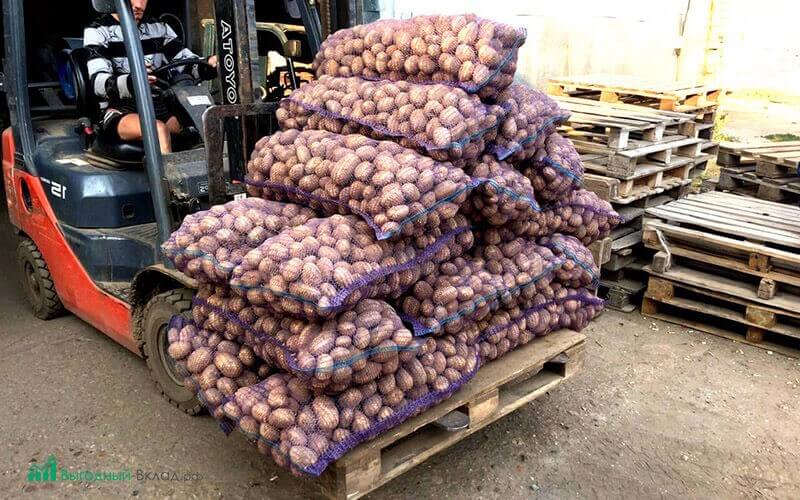 картофельный бизнес