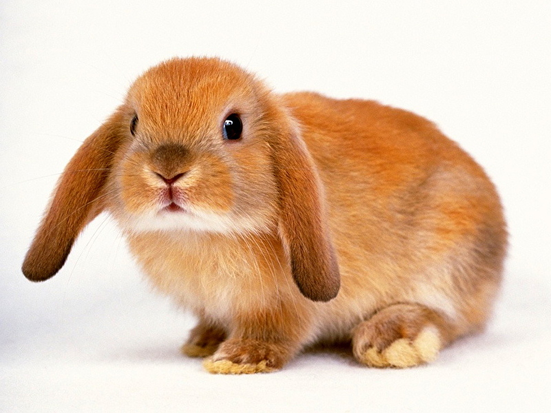 Спрос на крольчатину