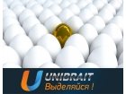 Unibrait (Юнибрайт)