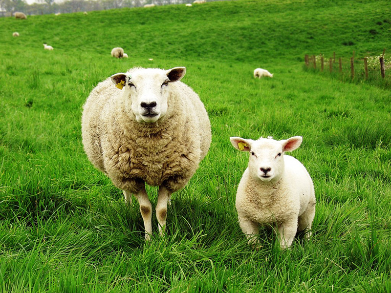 С чего начать овцеводство